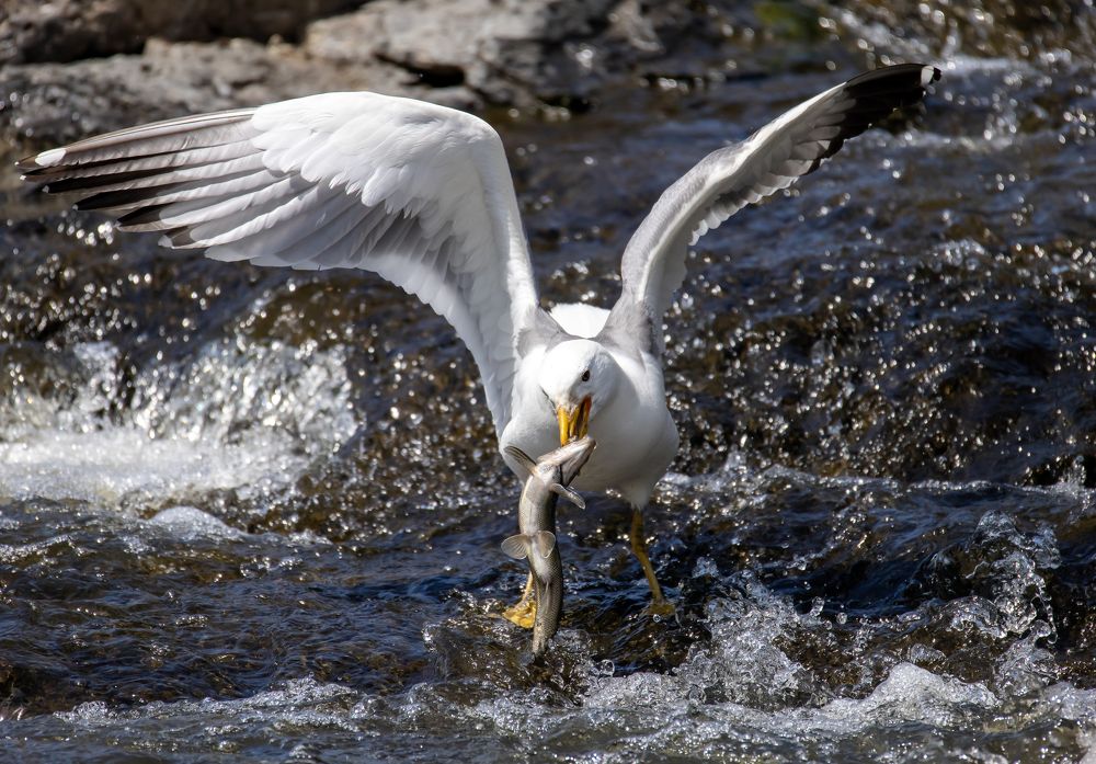 Photograph by Veysi ARCAGÖK