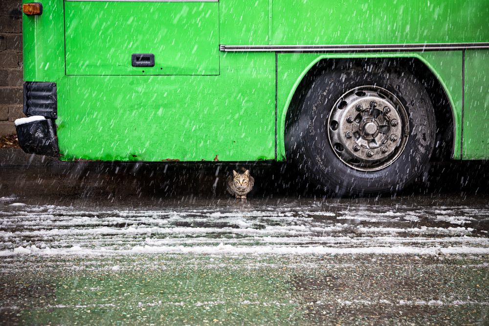 Photograph by Abbas Kalantar