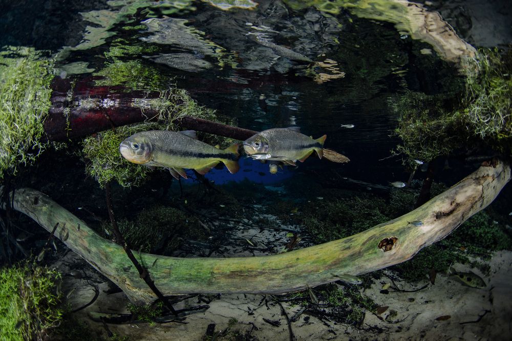 Photograph by ANTONIO RUVER BANDEIRA