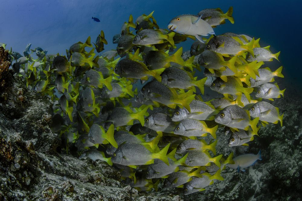 Photograph by ANTONIO RUVER BANDEIRA