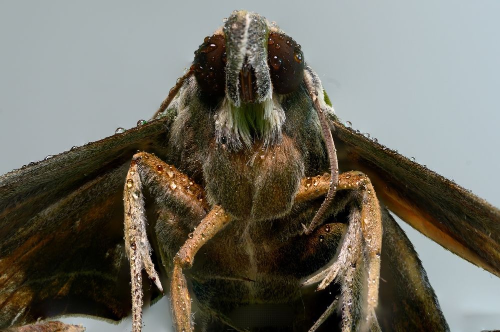 Фотография автора ebrahim omar