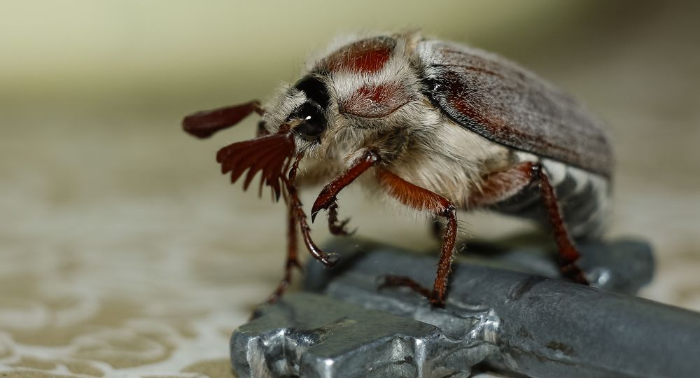 Maybug on the key close-up