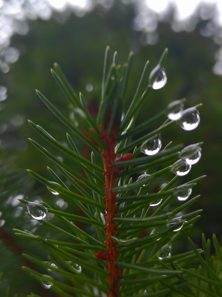 Photograph by Татьяна Солтан