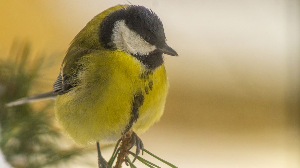 Фотография автора Роман Чернышов