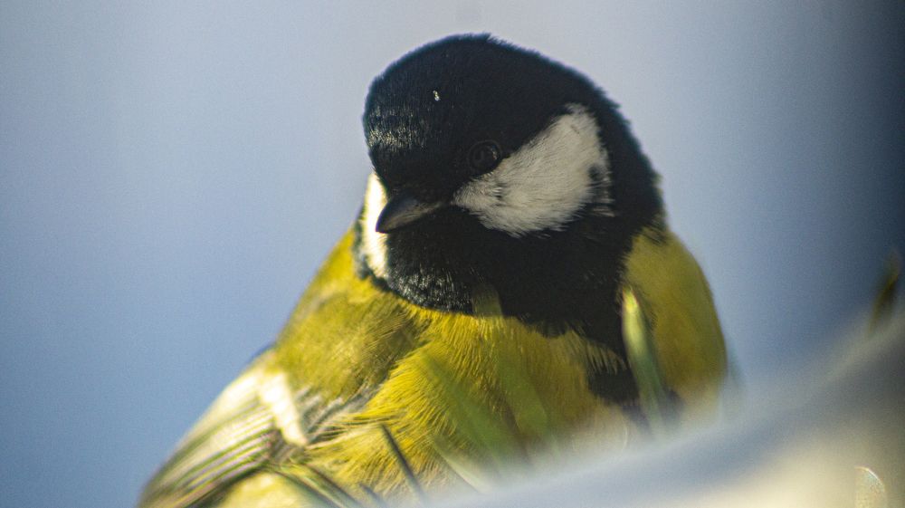 Фотография автора Роман Чернышов