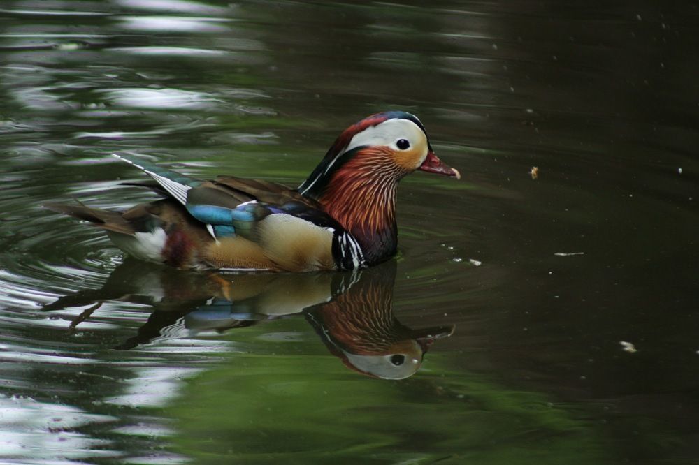 Photograph by Peyman Vaadati