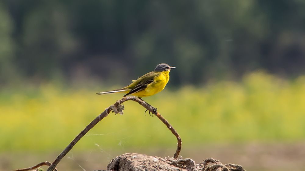 Фотография автора Роман Чернышов