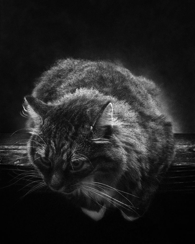 Фотография автора Сизов Кирилл