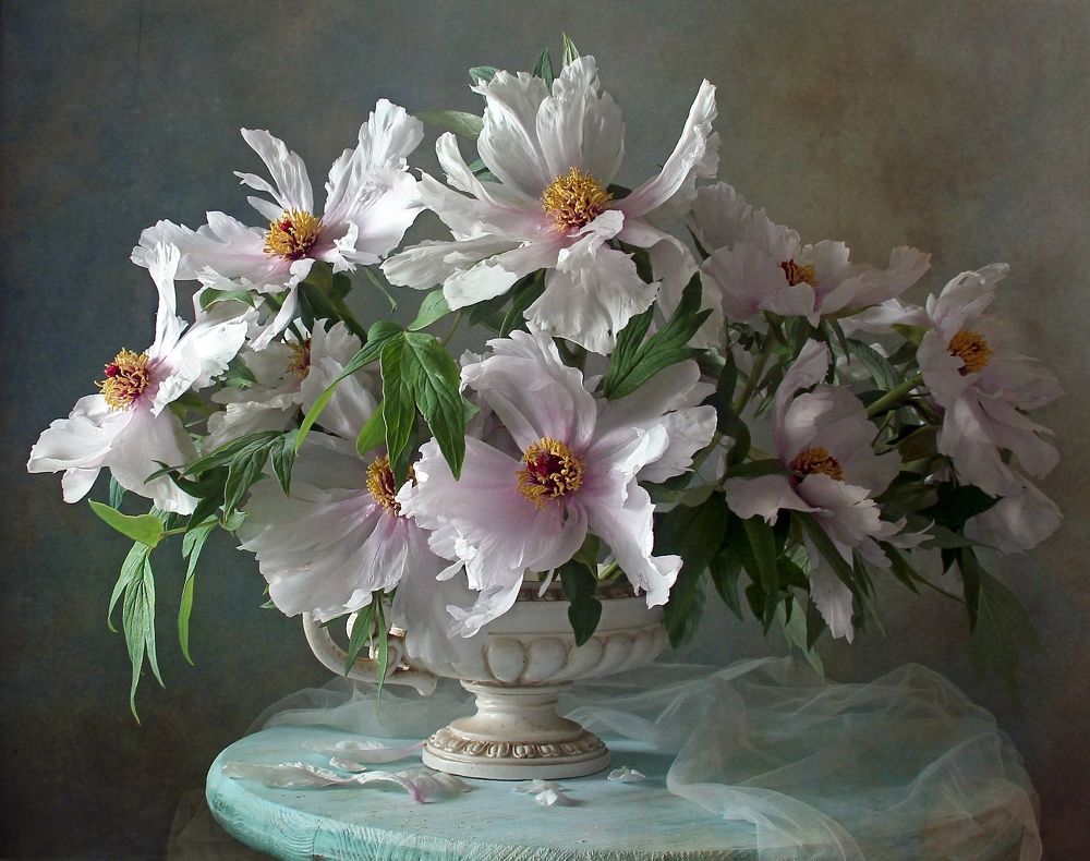 Нежная роскошь пионов