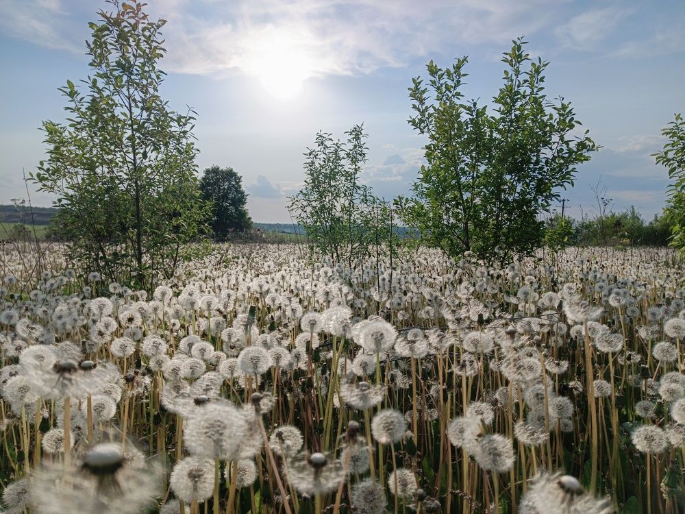 Photograph by Светлана Кондрашова