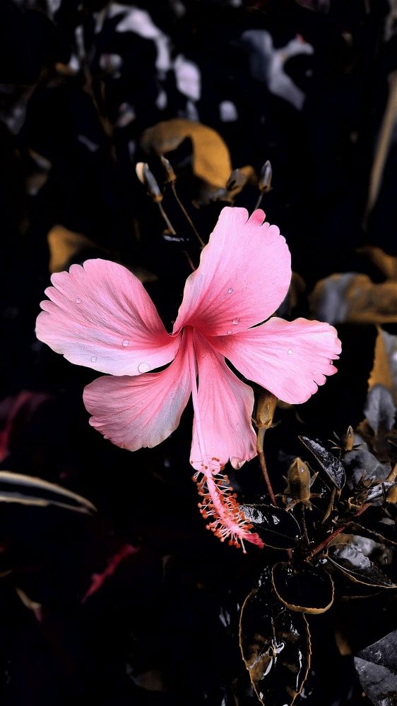 Pink Hibiscus