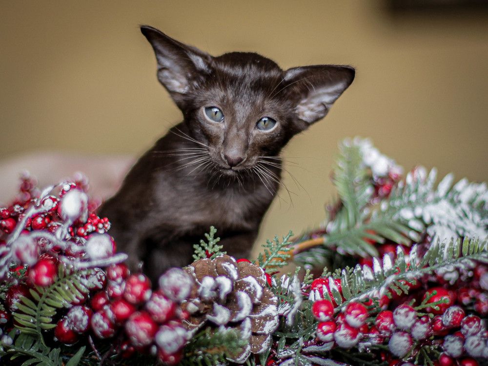 Photograph by Зоя Коробенко