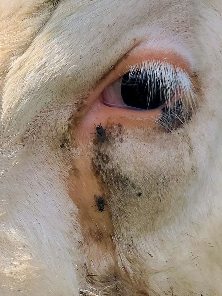 Photograph by Zinaida Sassarini