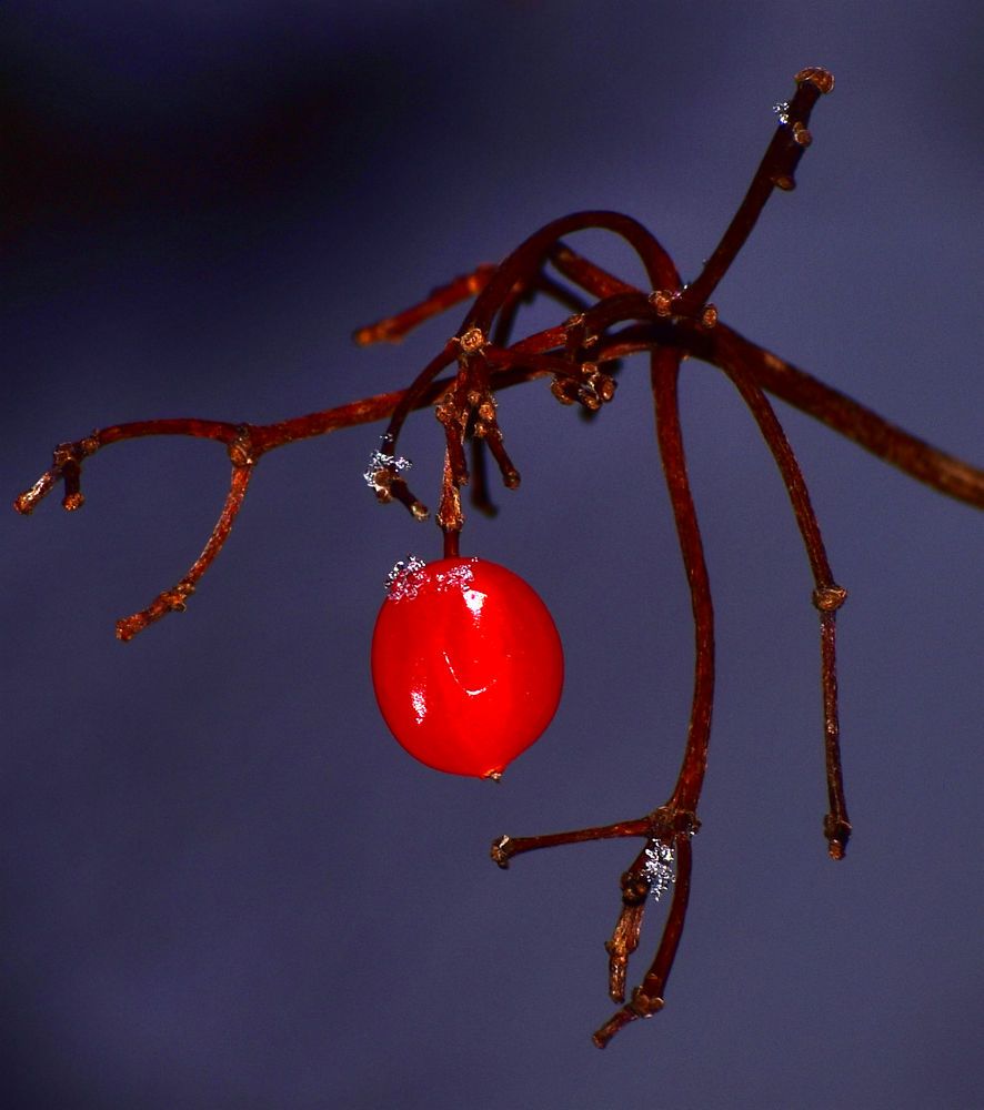 Photograph by Александр Шувалов
