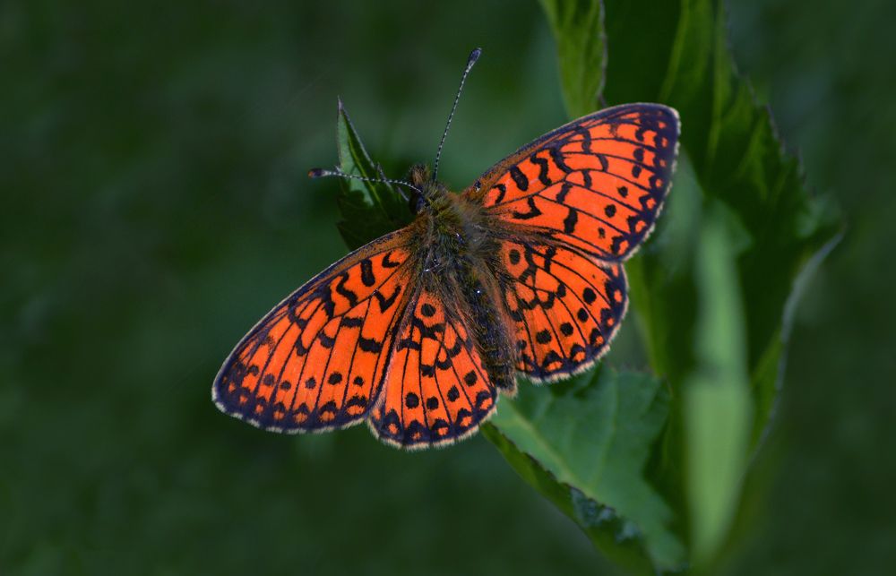Photograph by Светлана Муравьева