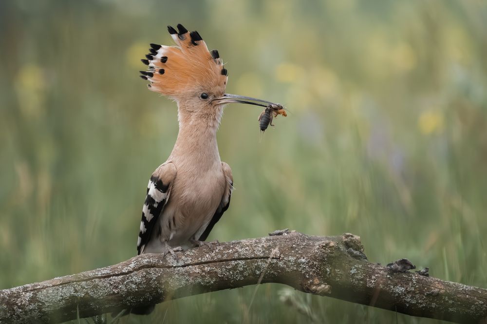 Photograph by Dejan Zakic