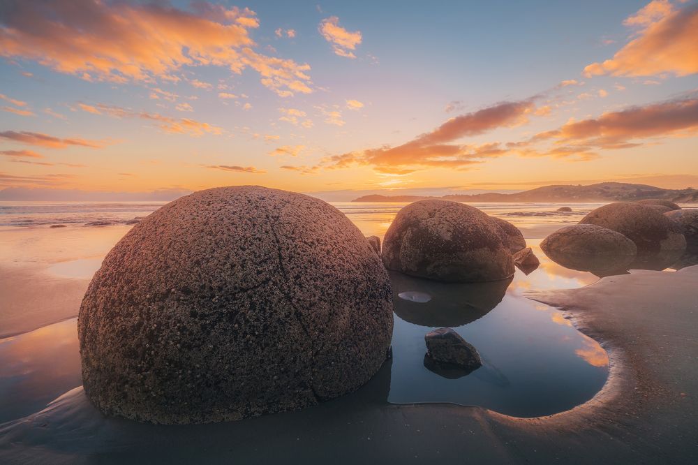 New Zealand dragon egs!