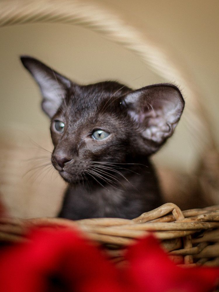 Photograph by Зоя Коробенко