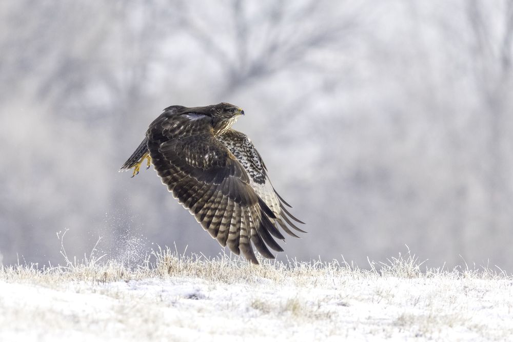 Photograph by Szekely Janos