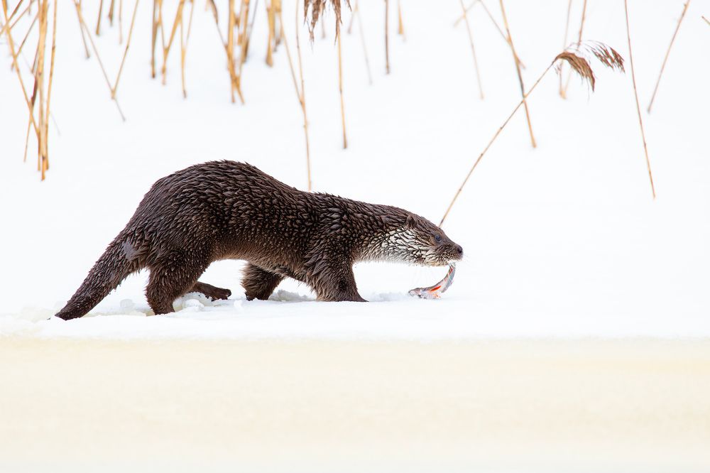 Photograph by Александр Ильин