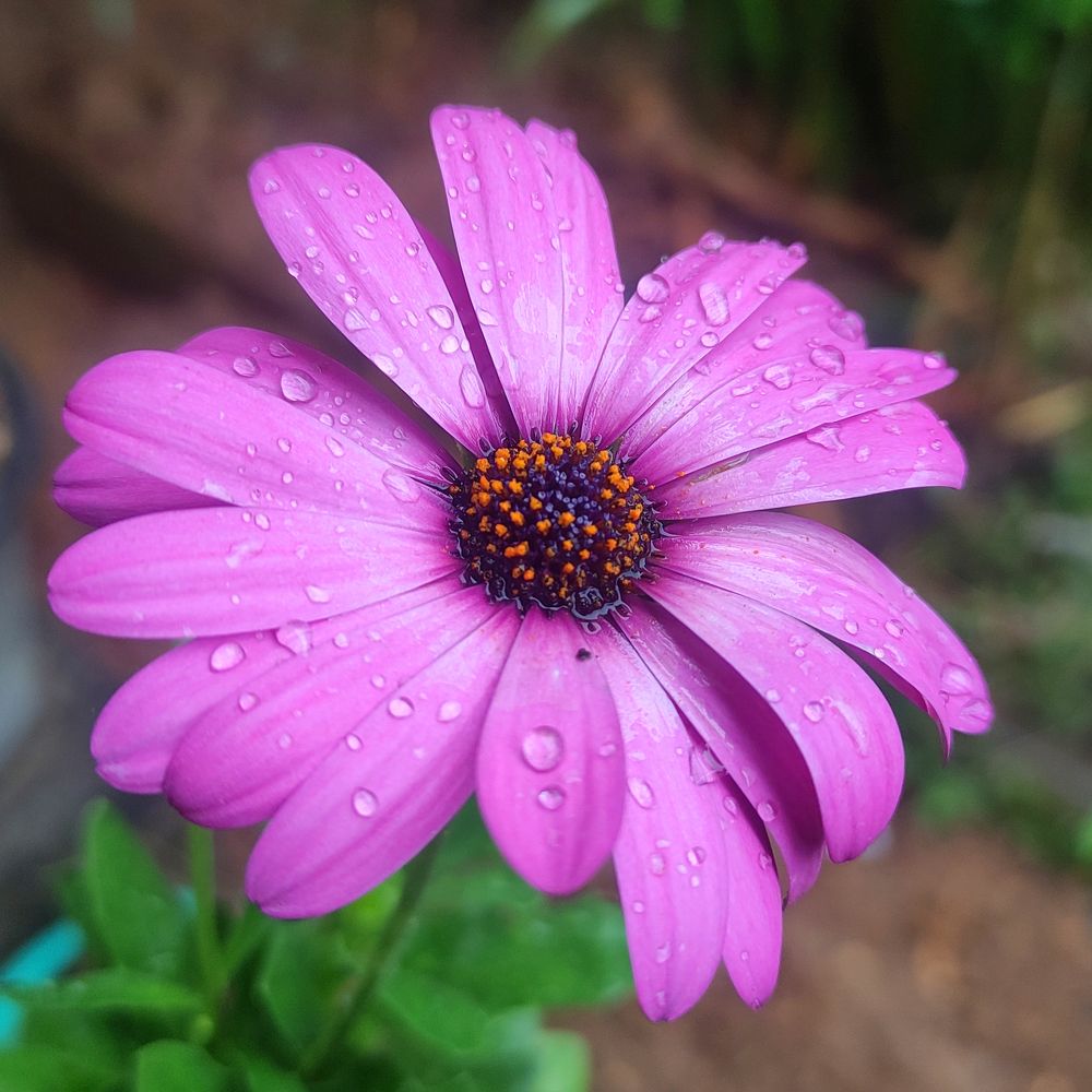 Photograph by Devon Senarathna