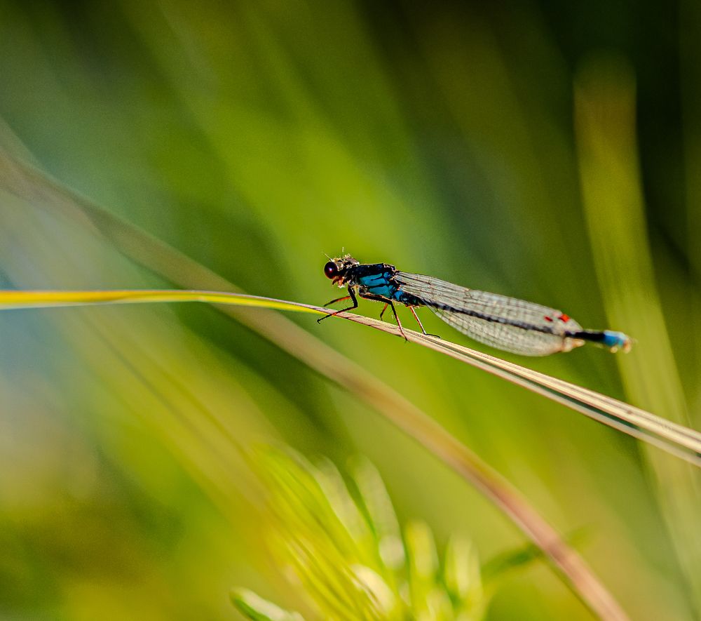 Фотография автора Виктор Парщиков