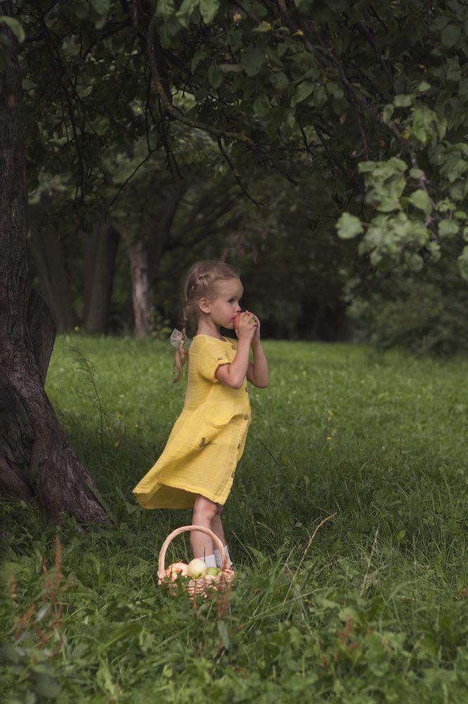 Сбор яблок в саду в яблочный Спас