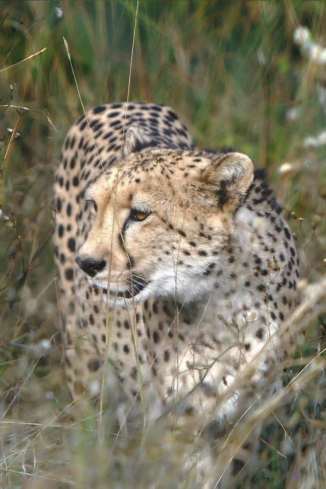 Photograph by Midge Engelbrecht