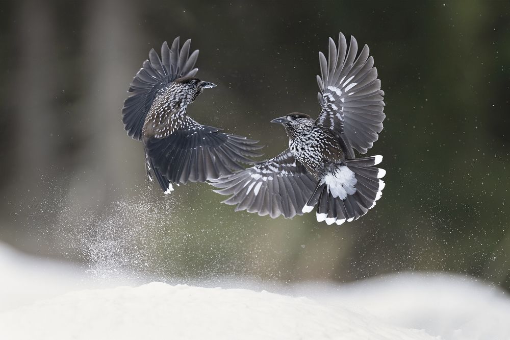 Photograph by Ernestas Balcikonis