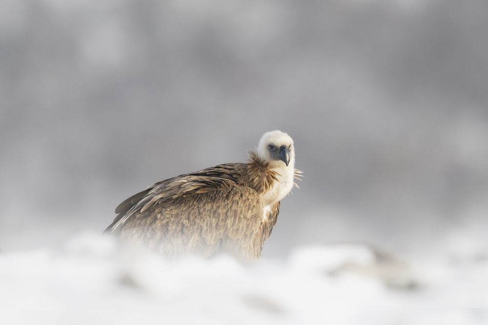 Photograph by Ernestas Balcikonis