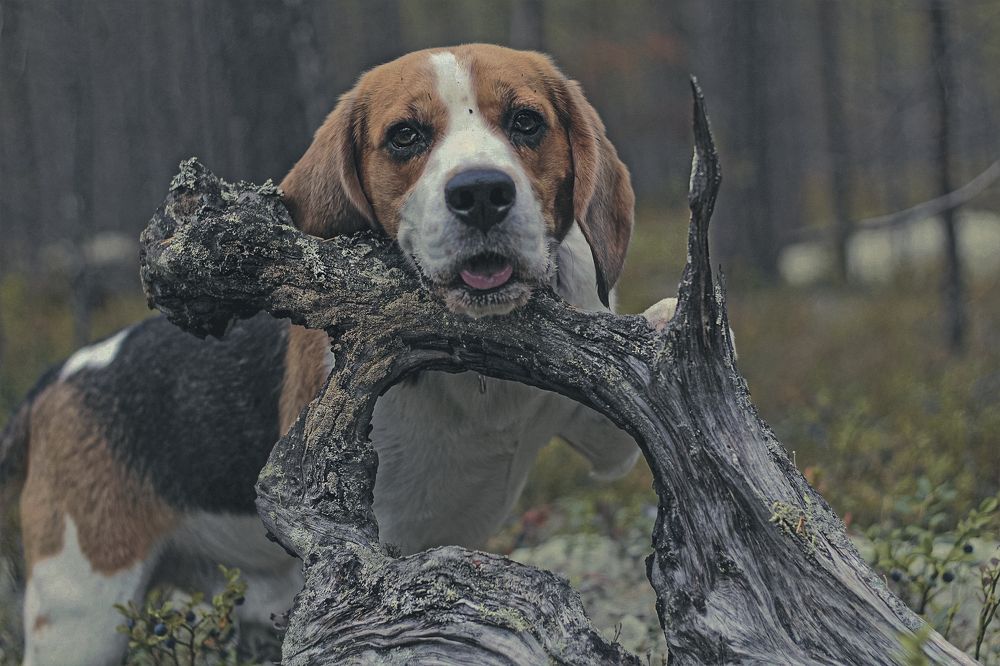 Photograph by Ирина Ахбаш