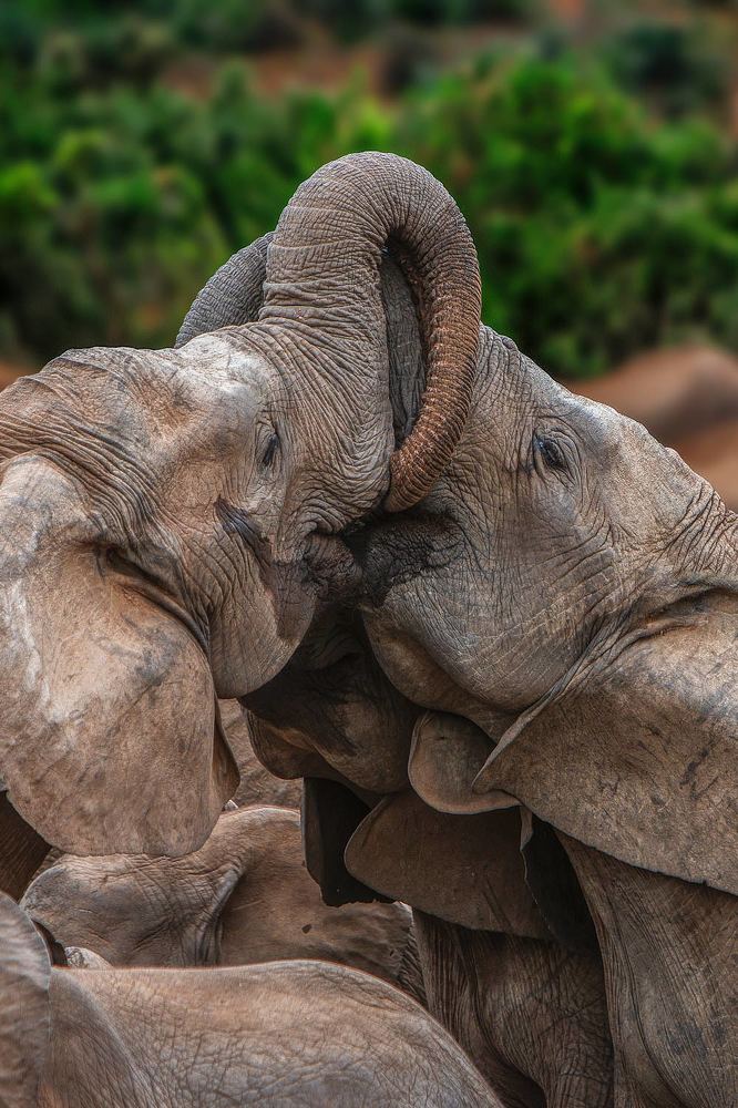 Elephants of the Addo Elephant Game Park in South Africa
