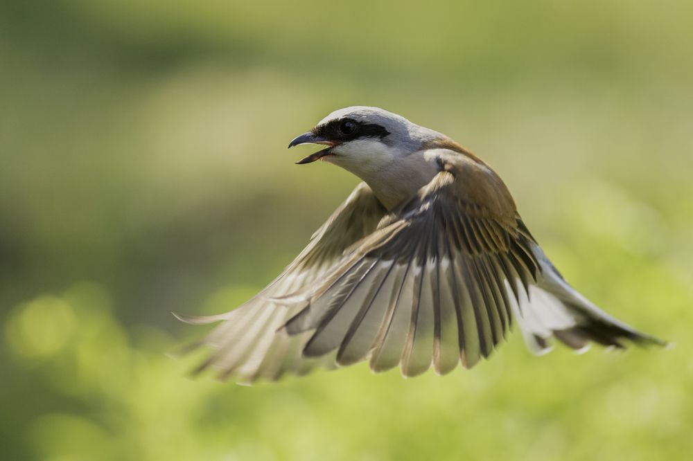 Photograph by Szekely Janos