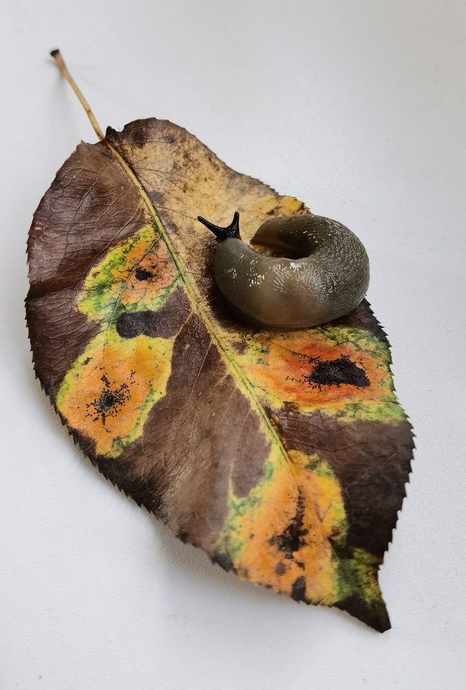 Фотография автора Елена Гордиевская