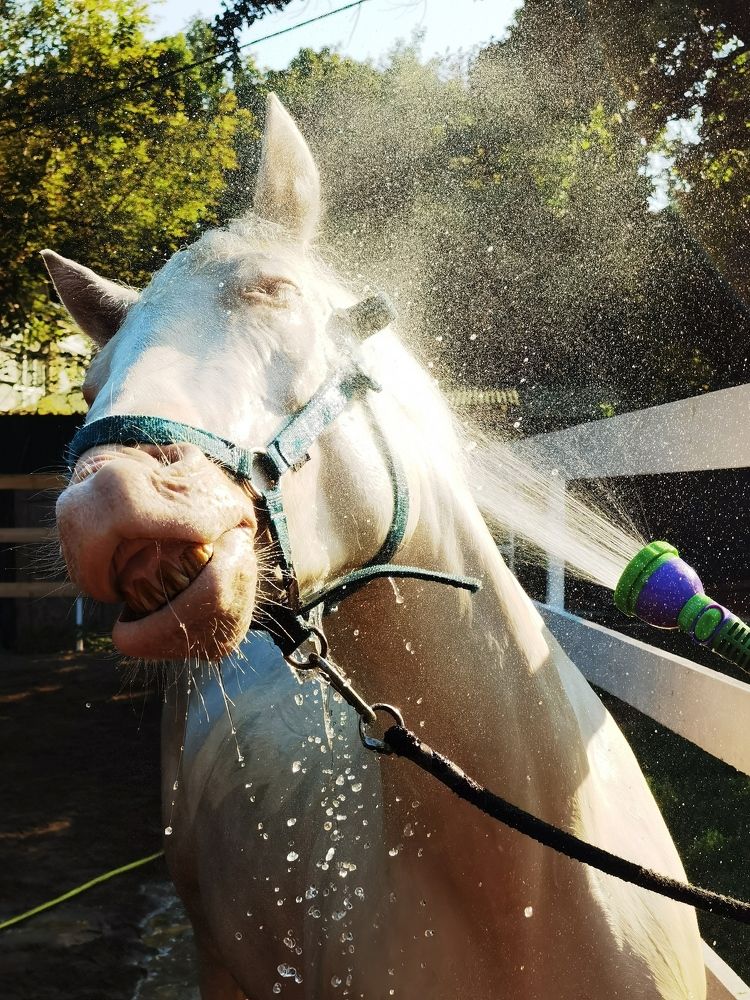 Фотография автора Елена Гордиевская