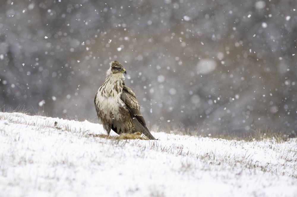 Photograph by Szekely Janos