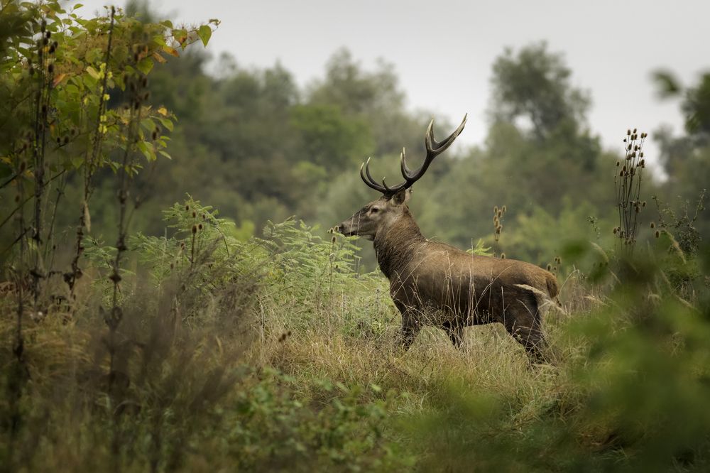 Photograph by Szekely Janos