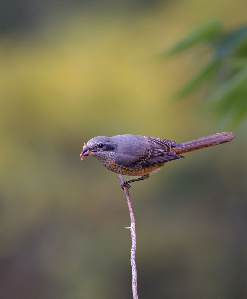 Photograph by Soumendu Das