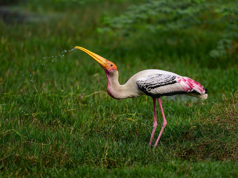 Photograph by Пупонин Сергей