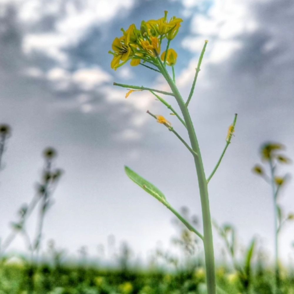 Photograph by Ramya J