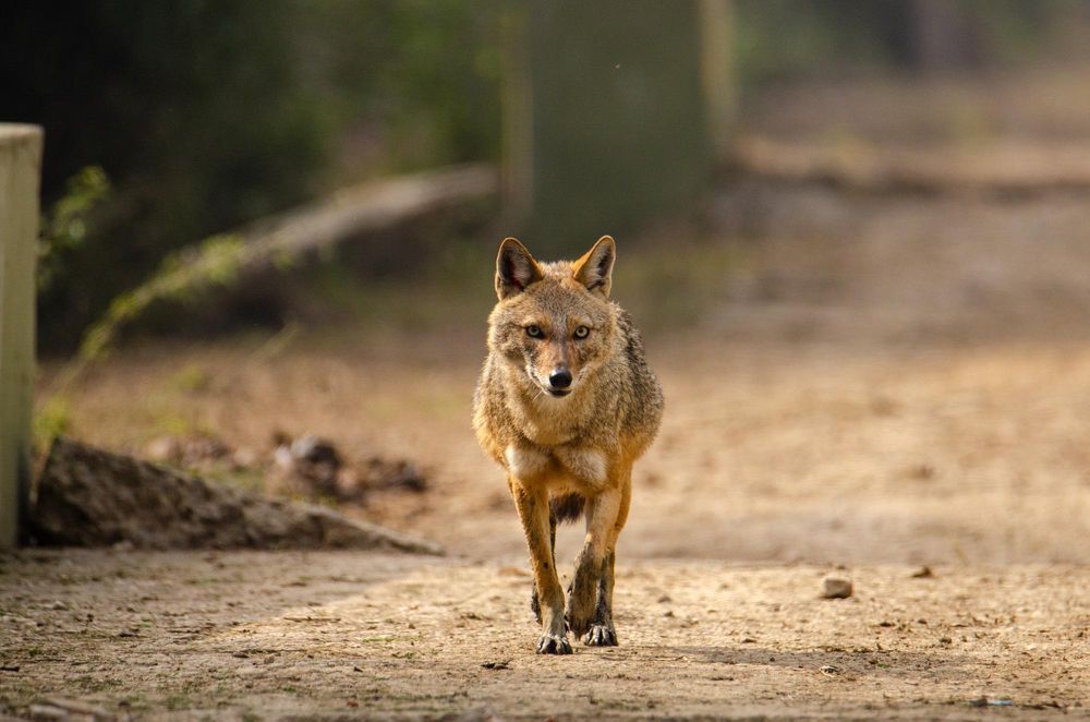 Photograph by Purnendu Bagchi