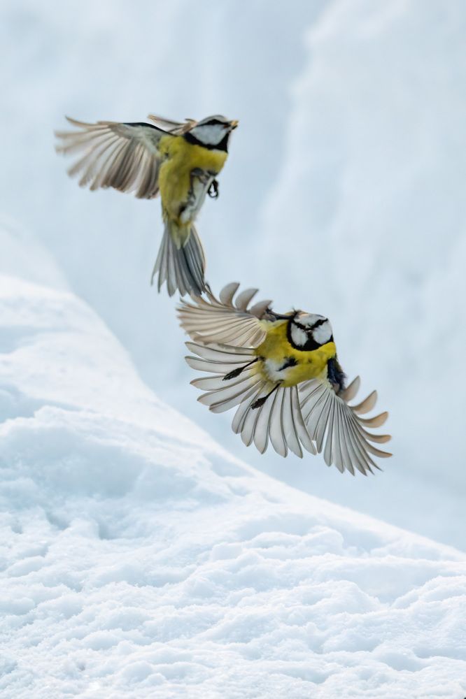 Птичьи танцы