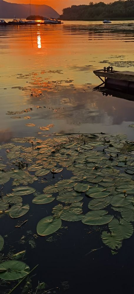 Фотография автора Елена Гордиевская