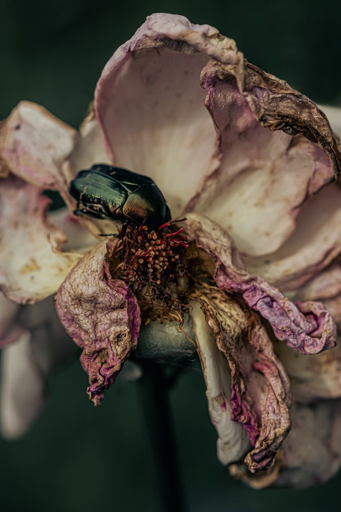 Фотография автора Eirene G