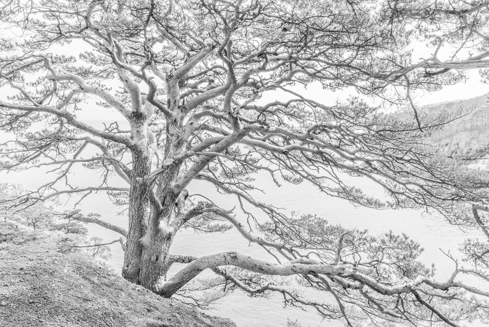 Photograph by Ольга Мусиенко