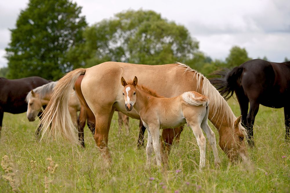 Photograph by Сергей Худоконенко