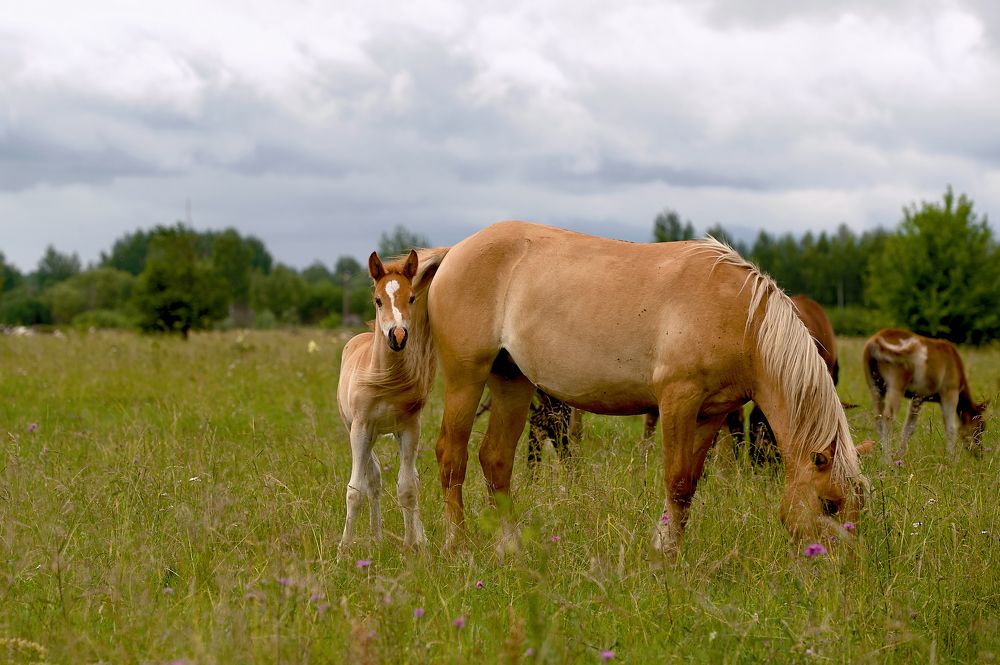 Photograph by Сергей Худоконенко