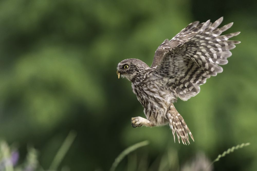 Photograph by Szekely Janos