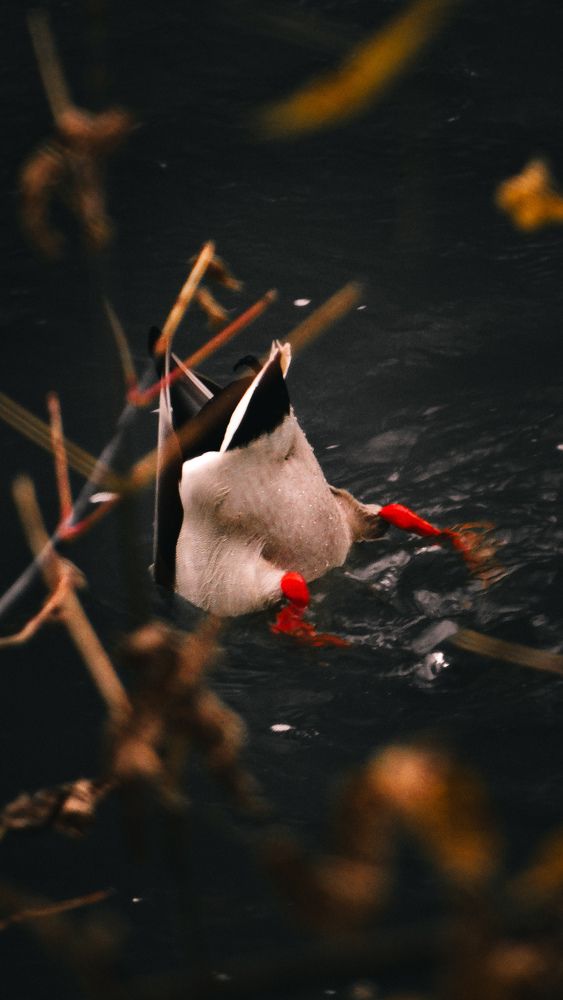 Photograph by Вячеслав Сидоров
