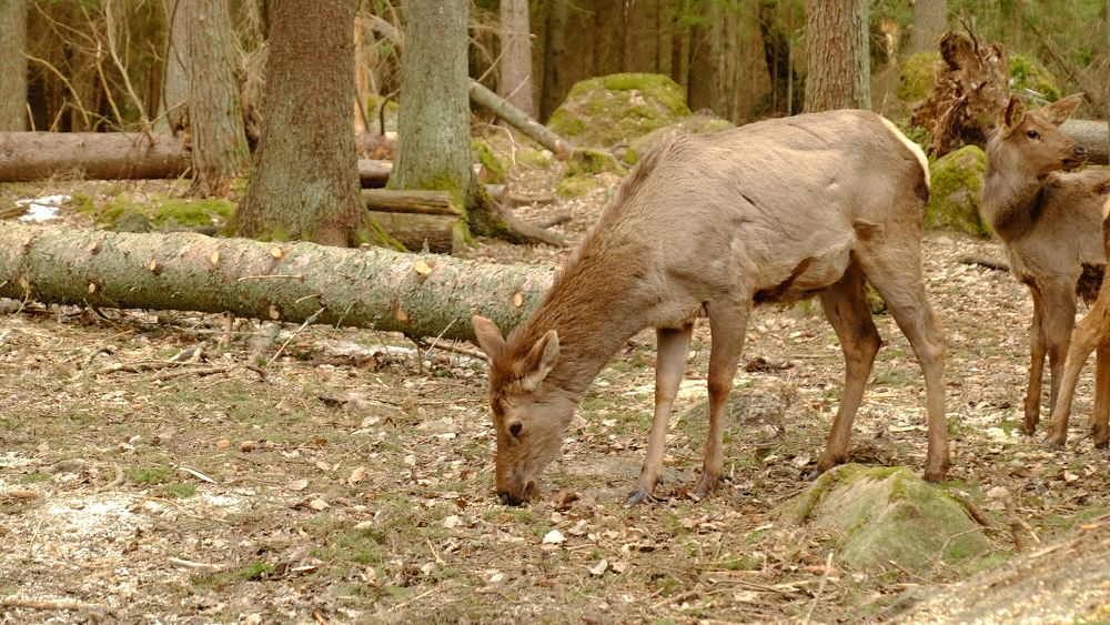 Photograph by Лариса Андреева